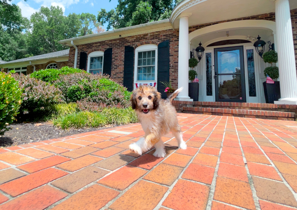 Cute Mini Aussiedoodle Baby