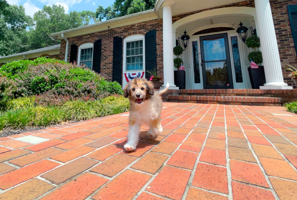 Cute Aussiepoo Poodle Mix Puppy