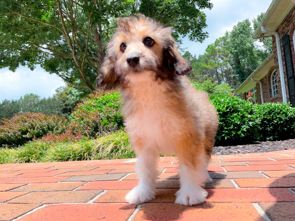 Cute Aussiepoo Poodle Mix Puppy