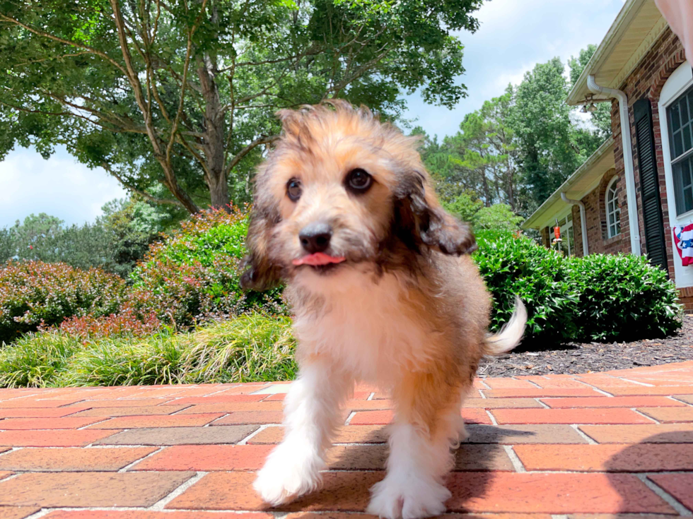 Cute Aussiepoo Poodle Mix Puppy