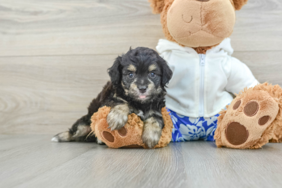 Best Mini Aussiedoodle Baby