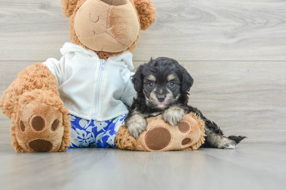 Smart Mini Aussiedoodle Poodle Mix Pup