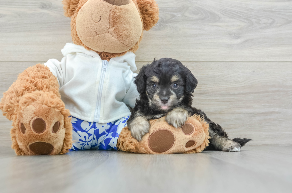 7 week old Mini Aussiedoodle Puppy For Sale - Simply Southern Pups