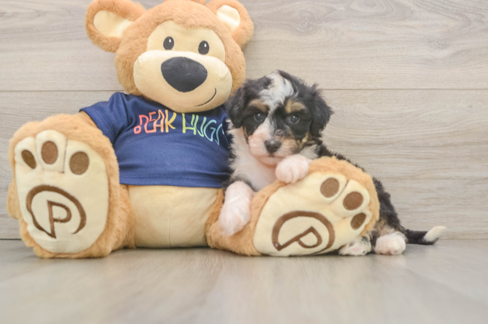 6 week old Mini Aussiedoodle Puppy For Sale - Simply Southern Pups