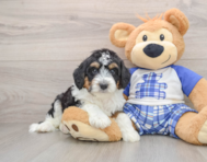 7 week old Mini Aussiedoodle Puppy For Sale - Simply Southern Pups