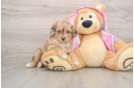 Friendly Mini Aussiedoodle Baby