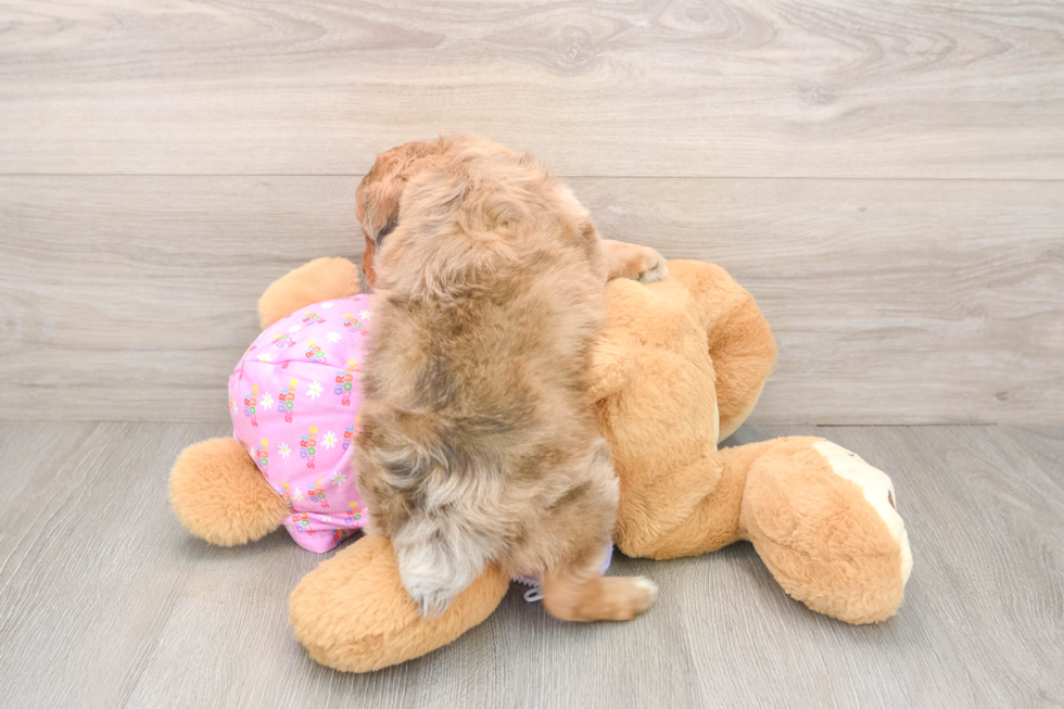 Mini Aussiedoodle Pup Being Cute