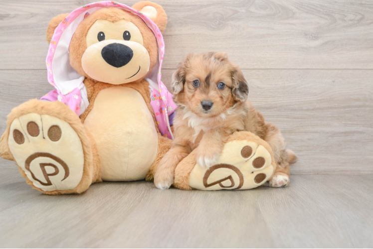 Mini Aussiedoodle Puppy for Adoption