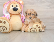 8 week old Mini Aussiedoodle Puppy For Sale - Simply Southern Pups