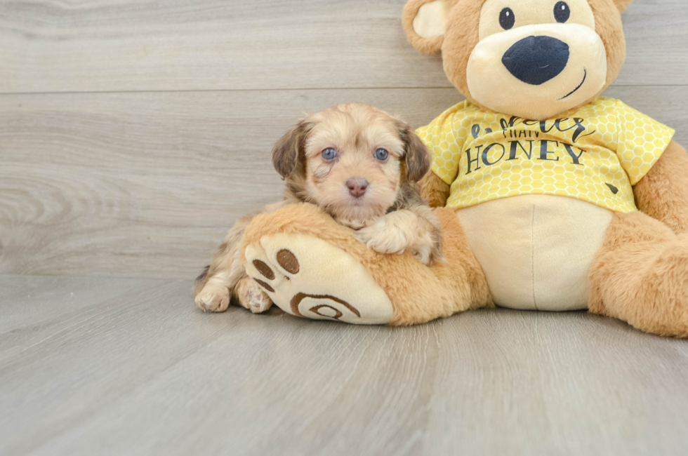 7 week old Mini Aussiedoodle Puppy For Sale - Simply Southern Pups