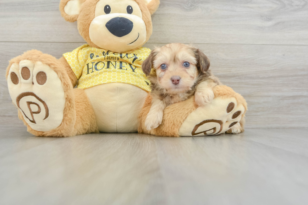 Energetic Aussie Poo Poodle Mix Puppy