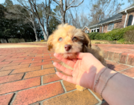 10 week old Mini Aussiedoodle Puppy For Sale - Simply Southern Pups