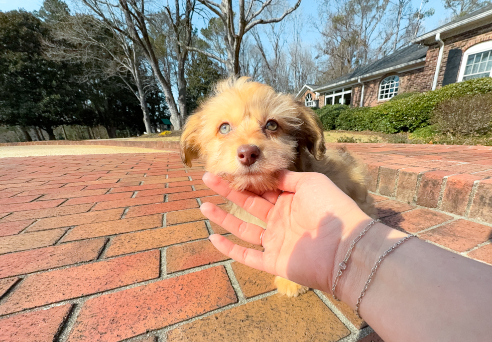 Cute Mini Aussiedoodle Baby