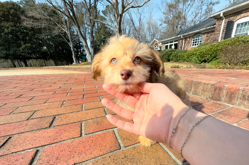 9 week old Mini Aussiedoodle Puppy For Sale - Simply Southern Pups