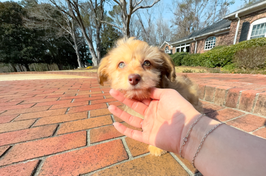 Cute Mini Aussiedoodle Baby