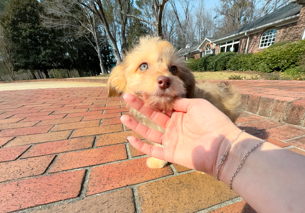 Best Mini Aussiedoodle Baby