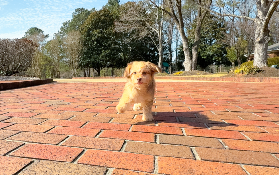 Mini Aussiedoodle Puppy for Adoption