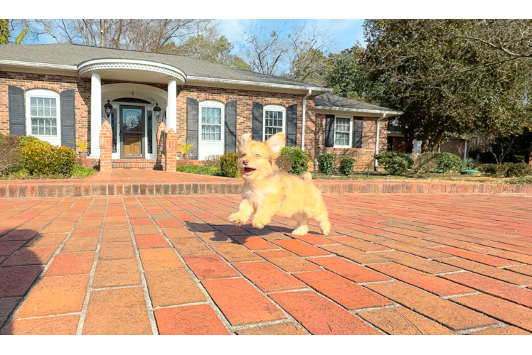 Mini Aussiedoodle Puppy for Adoption