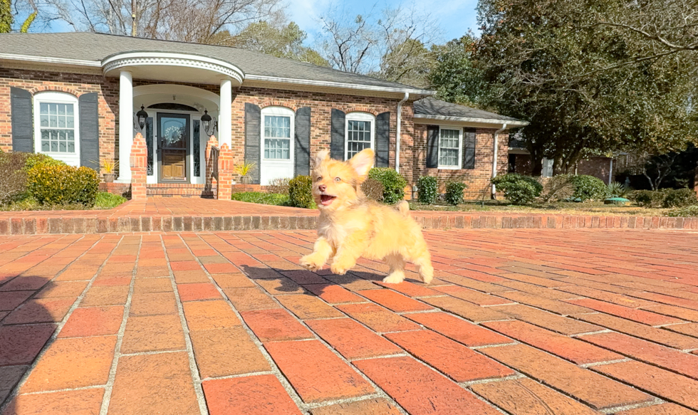 Mini Aussiedoodle Puppy for Adoption