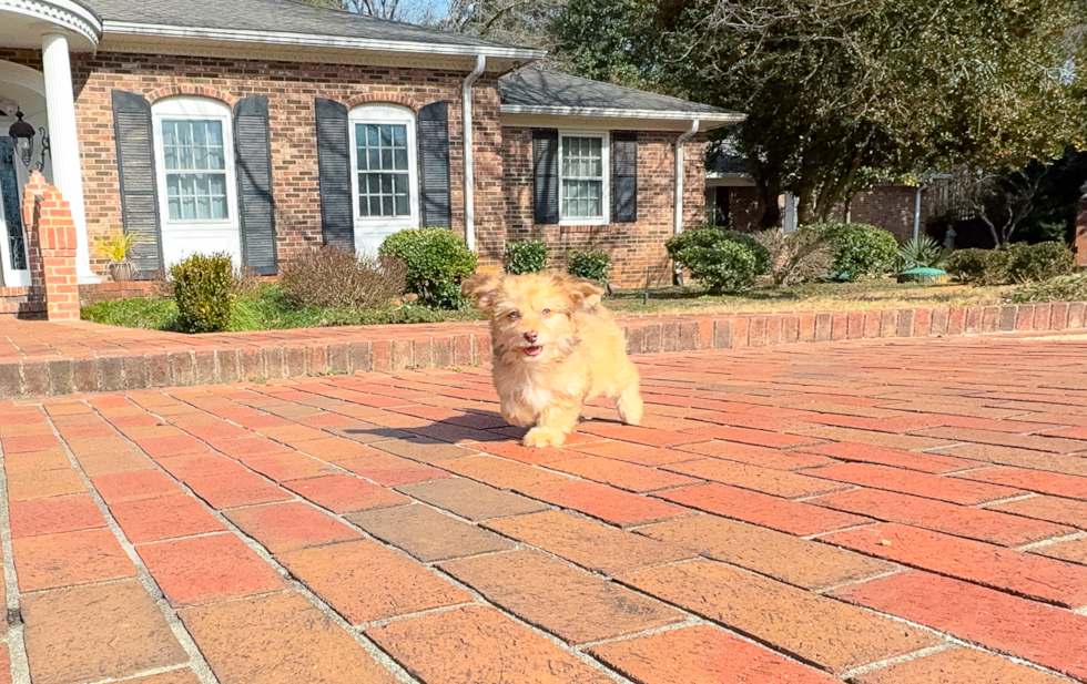 Mini Aussiedoodle Pup Being Cute