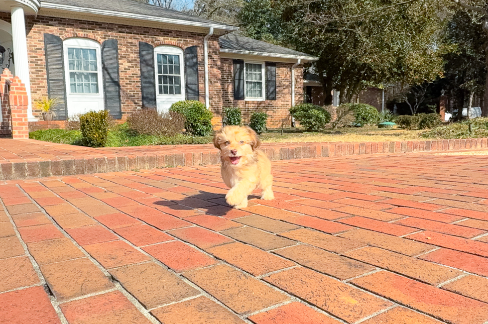 Cute Mini Aussiedoodle Baby