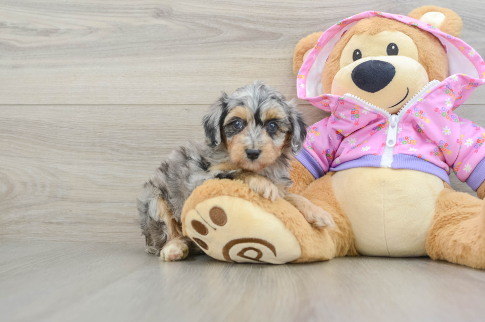 5 week old Mini Aussiedoodle Puppy For Sale - Simply Southern Pups