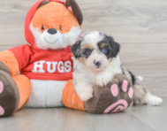 8 week old Mini Aussiedoodle Puppy For Sale - Simply Southern Pups