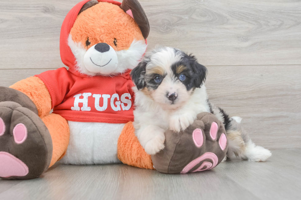 5 week old Mini Aussiedoodle Puppy For Sale - Simply Southern Pups