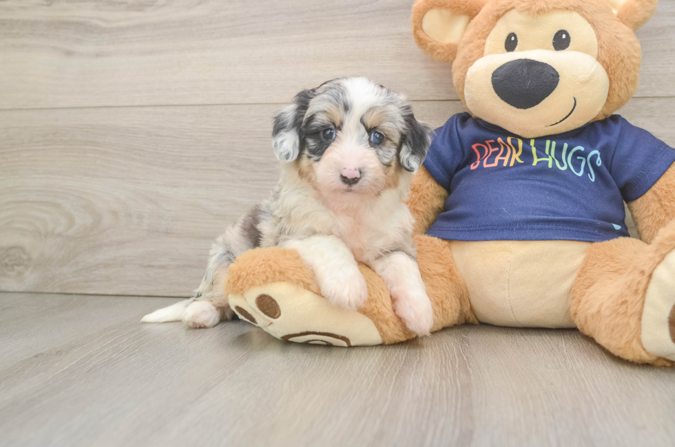 6 week old Mini Aussiedoodle Puppy For Sale - Simply Southern Pups