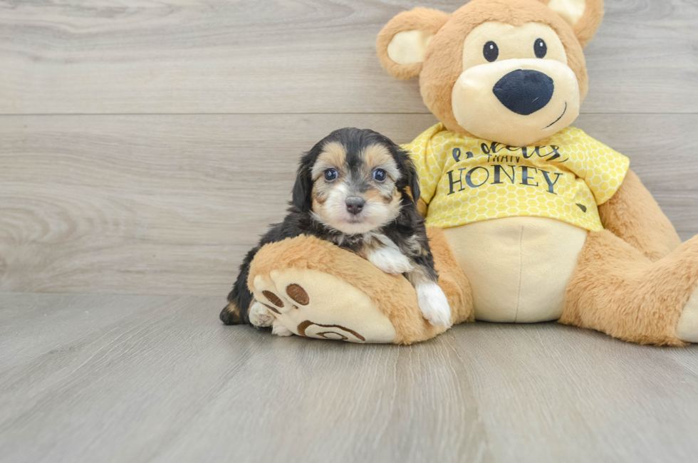 7 week old Mini Aussiedoodle Puppy For Sale - Simply Southern Pups