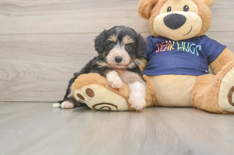 6 week old Mini Aussiedoodle Puppy For Sale - Simply Southern Pups