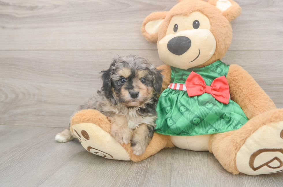 5 week old Mini Aussiedoodle Puppy For Sale - Simply Southern Pups