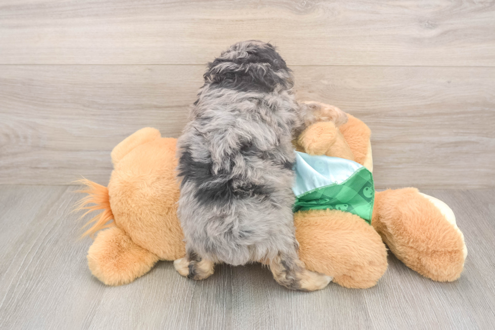 Sweet Mini Aussiedoodle Baby