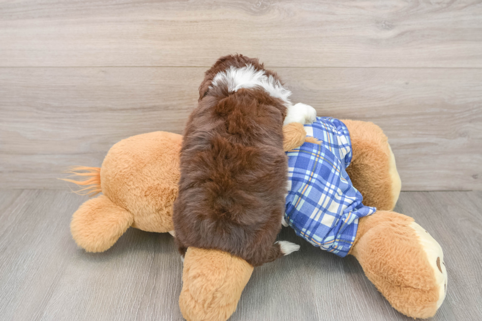 Energetic Aussie Poo Poodle Mix Puppy