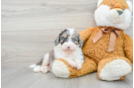 Hypoallergenic Aussiepoo Poodle Mix Puppy