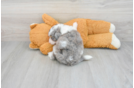 Mini Aussiedoodle Puppy for Adoption