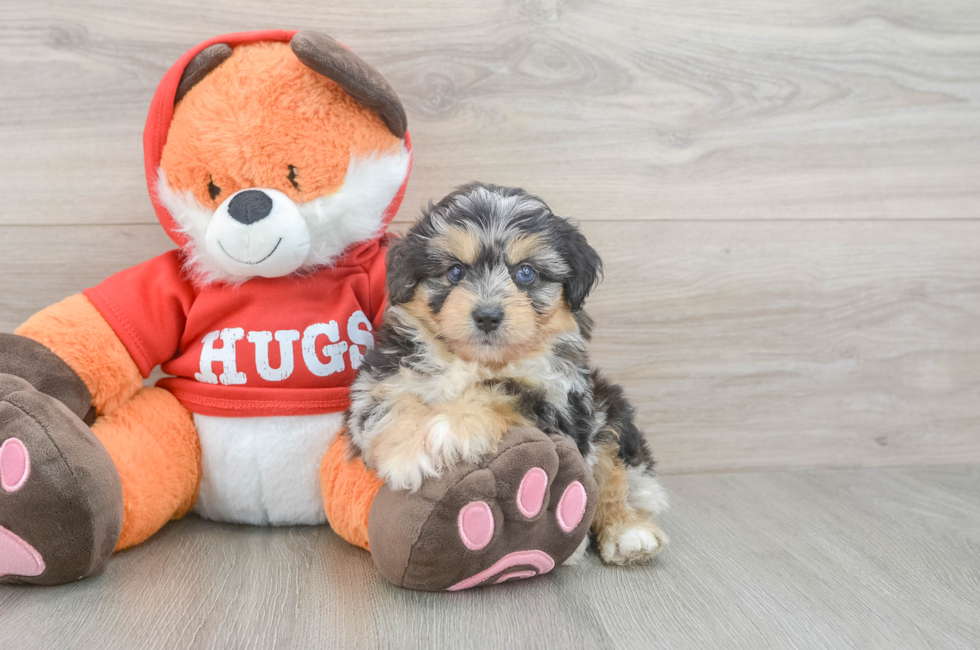5 week old Mini Aussiedoodle Puppy For Sale - Simply Southern Pups