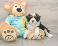 7 week old Mini Aussiedoodle Puppy For Sale - Simply Southern Pups
