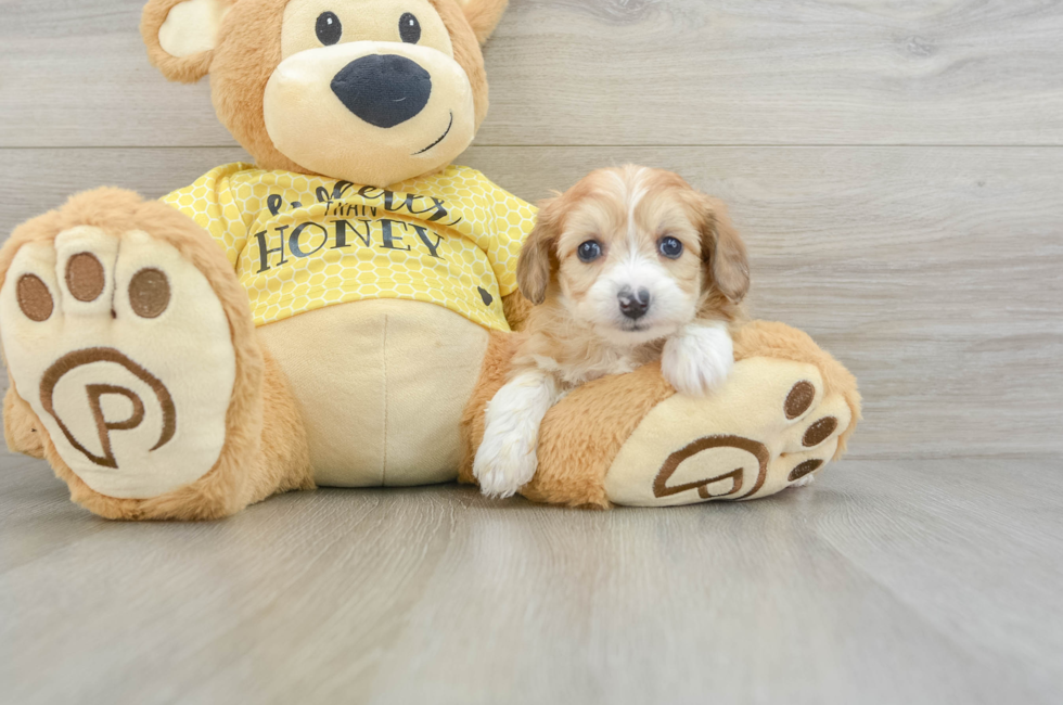 7 week old Mini Aussiedoodle Puppy For Sale - Simply Southern Pups