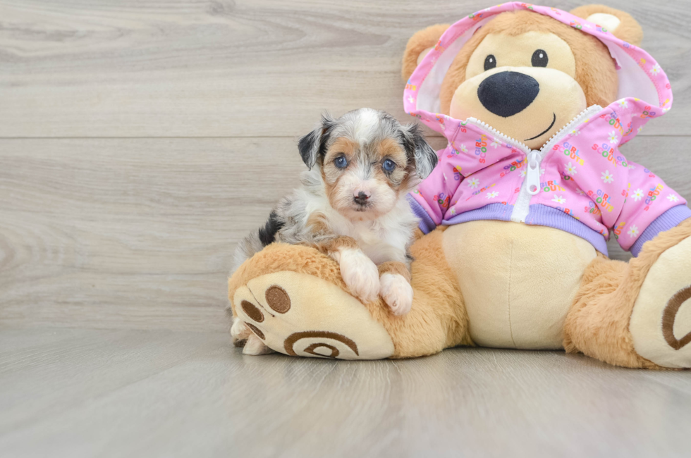 5 week old Mini Aussiedoodle Puppy For Sale - Simply Southern Pups
