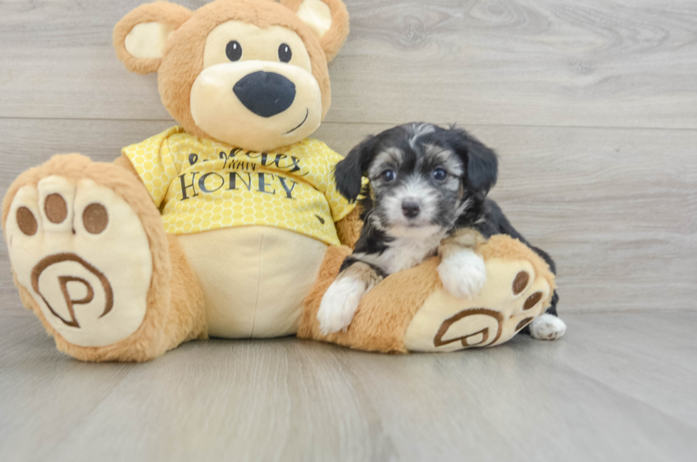 7 week old Mini Aussiedoodle Puppy For Sale - Simply Southern Pups