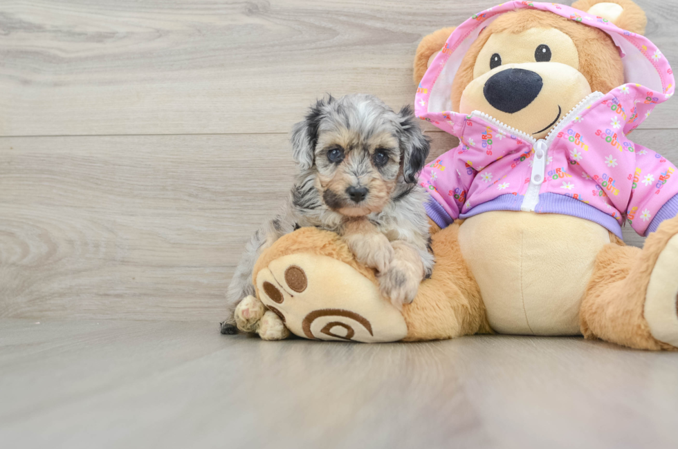 5 week old Mini Aussiedoodle Puppy For Sale - Simply Southern Pups
