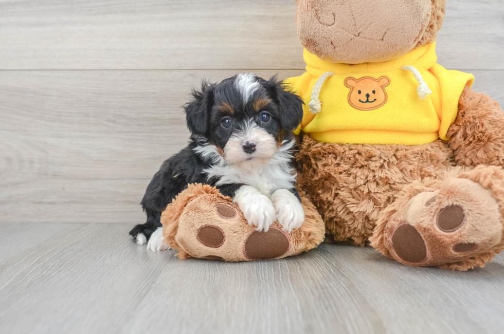 5 week old Mini Aussiedoodle Puppy For Sale - Simply Southern Pups