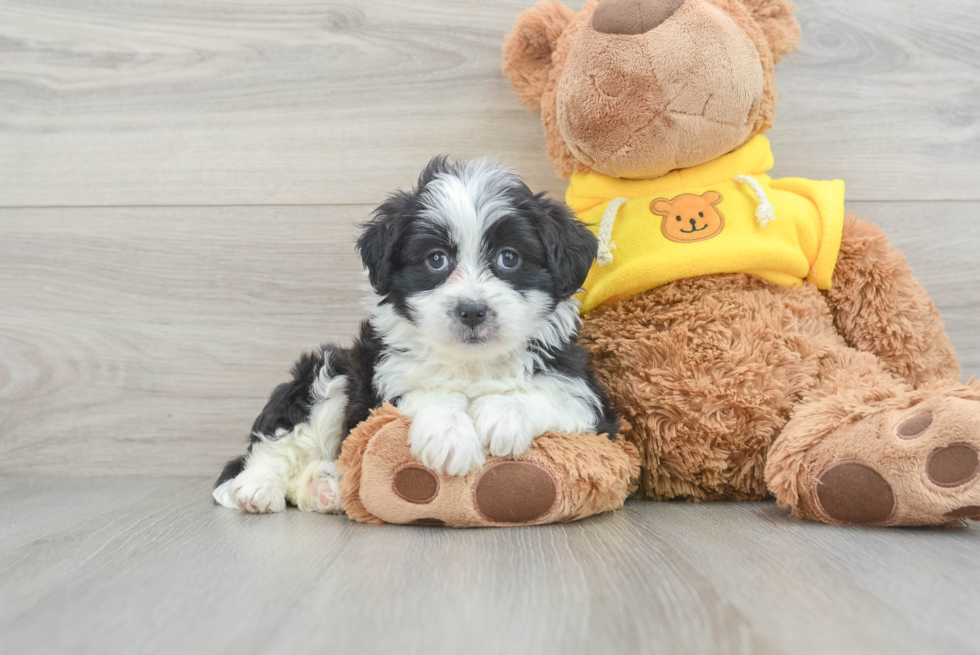 Meet Roslin - our Mini Aussiedoodle Puppy Photo  1/3 - Simply Southern Pups Mini Aussiedoodle Pup Being Cute