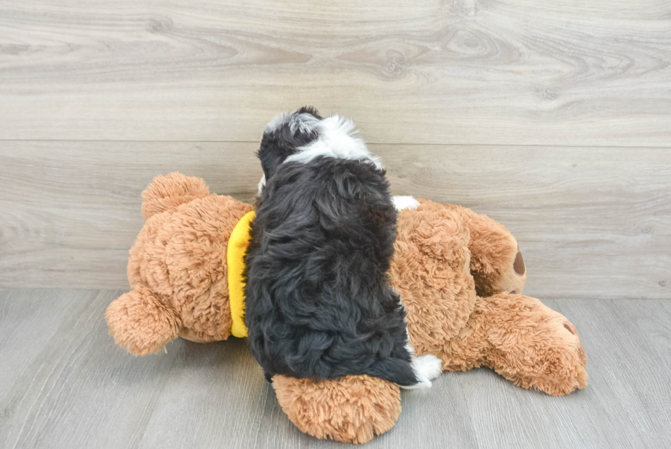 Meet Roslin - our Mini Aussiedoodle Puppy Photo  3/3 - Simply Southern Pups Mini Aussiedoodle Puppy for Adoption