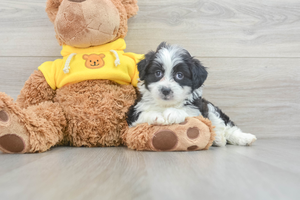 Meet Roslin - our Mini Aussiedoodle Puppy Photo  2/3 - Simply Southern Pups Friendly Mini Aussiedoodle Baby