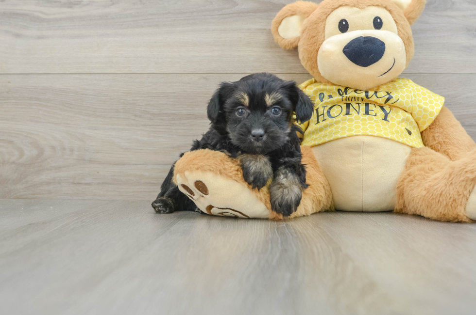 7 week old Mini Aussiedoodle Puppy For Sale - Simply Southern Pups