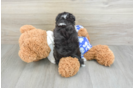 Mini Aussiedoodle Pup Being Cute