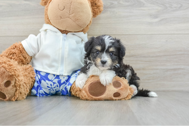 Little Mini Aussiepoo Poodle Mix Puppy
