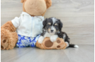 Little Mini Aussiepoo Poodle Mix Puppy